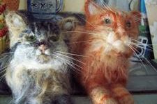Cats Moss & Cosmo